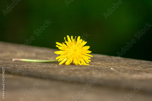 Lonely yellow flower laying on a brown wooden surface