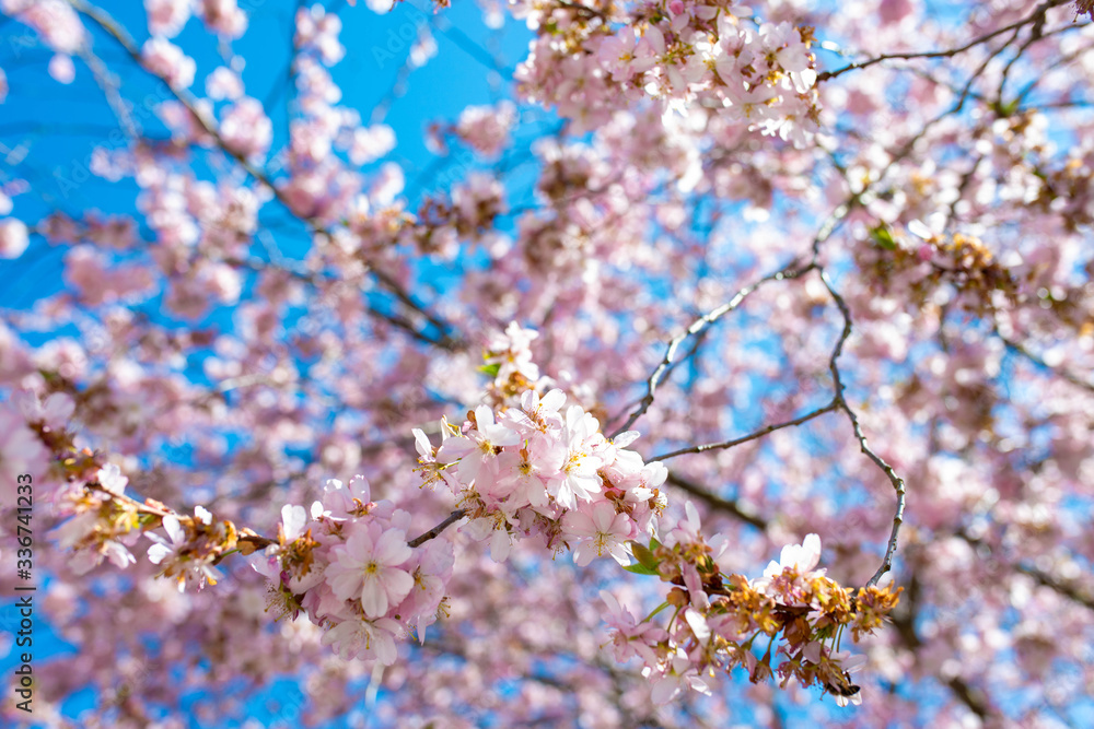 Flower in spring with blue sky background Flower in spring with blue sky background
