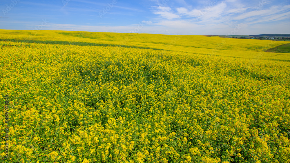 field of blooming canola on a sunny day