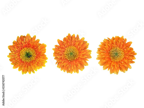 Isolated gerbera flowers with clipping paths.