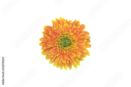 Isolated gerbera flowers with clipping paths.