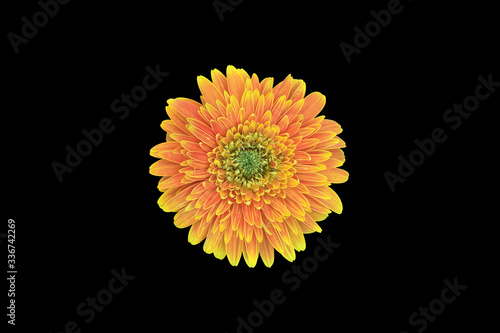 Isolated gerbera flowers with clipping paths.