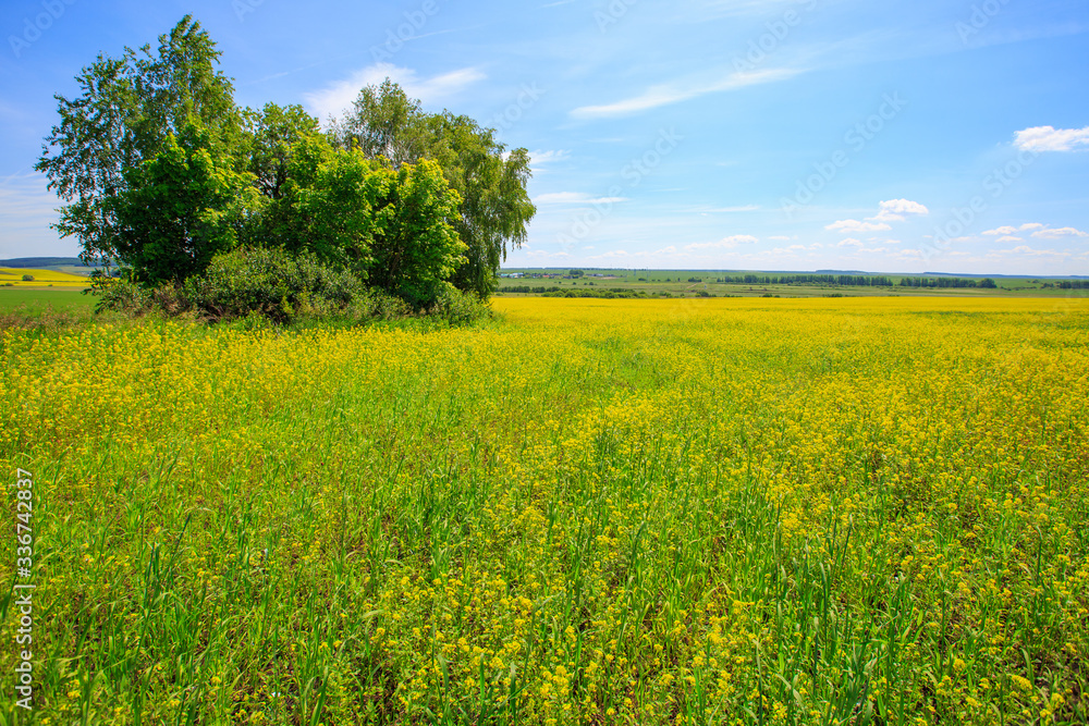 field of blooming canola on a sunny day,from the edge of the frame trees