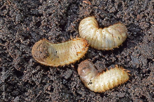 Larves de cétoine dorée, ces vers blancs sont utiles en améliorant les composts des jardiniers.