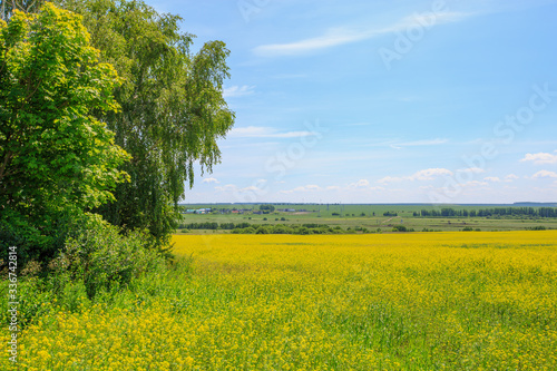 Fototapeta Naklejka Na Ścianę i Meble -  field of blooming canola on a sunny day,from the edge of the frame trees