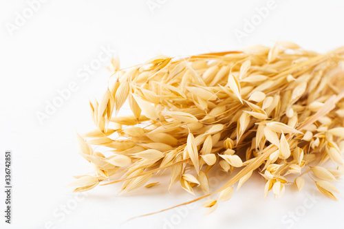 Golden ripe plant ears of oats on a white background, isolated from the background. Selective focus.