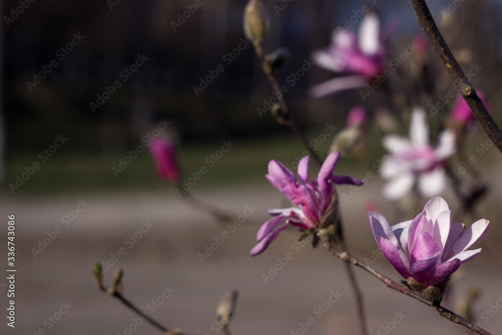 Obraz premium Terry pink magnolia blooms in clear weather in spring. Tree with pink flowers (gentle multilobal magnolia) on a background of forest, Vinnitsya