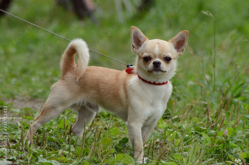 beige chihuahua dog on a leash, green grass background