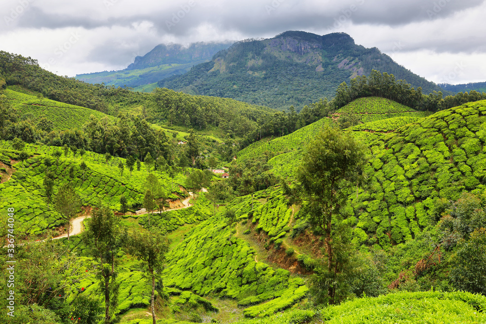 Tea plantations between Yellapatty and Top station in Munnar, Kerala, India