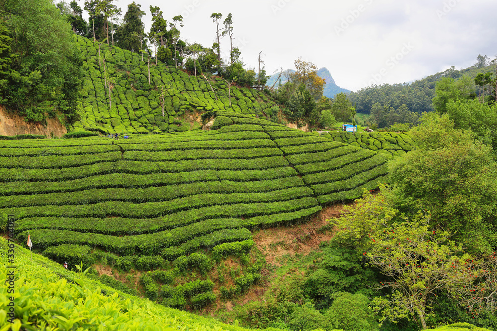 Tea plantations between Yellapatty and Top station in Munnar, Kerala, India