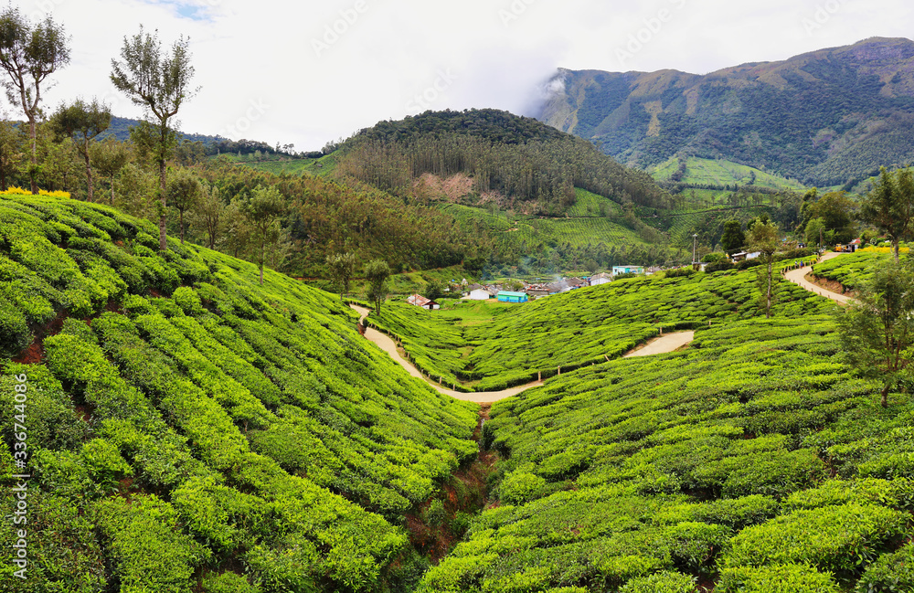 Tea plantations between Yellapatty and Top station in Munnar, Kerala, India Tea plantations between Yellapatty and Top station in Munnar, Kerala, India
