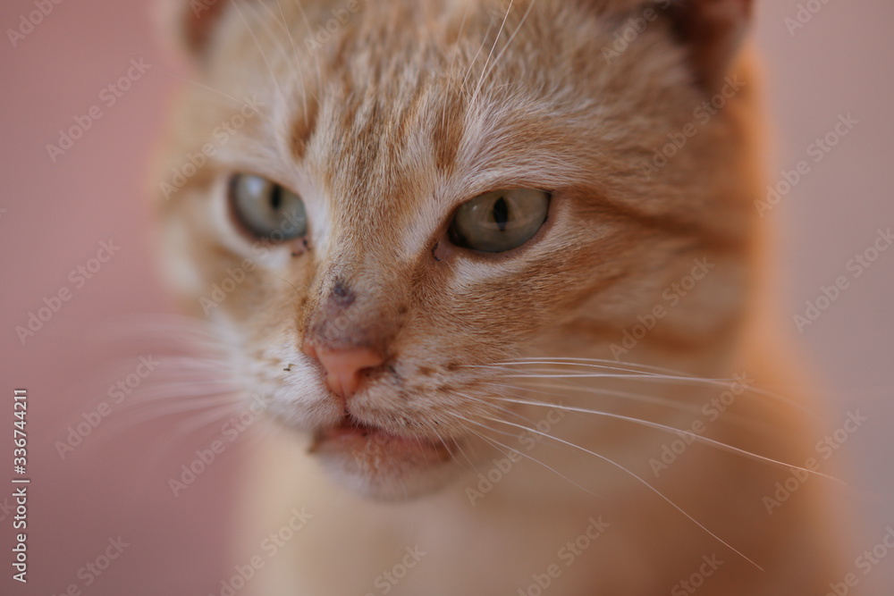 Funny ginger cat closeup portrait with unwashed face