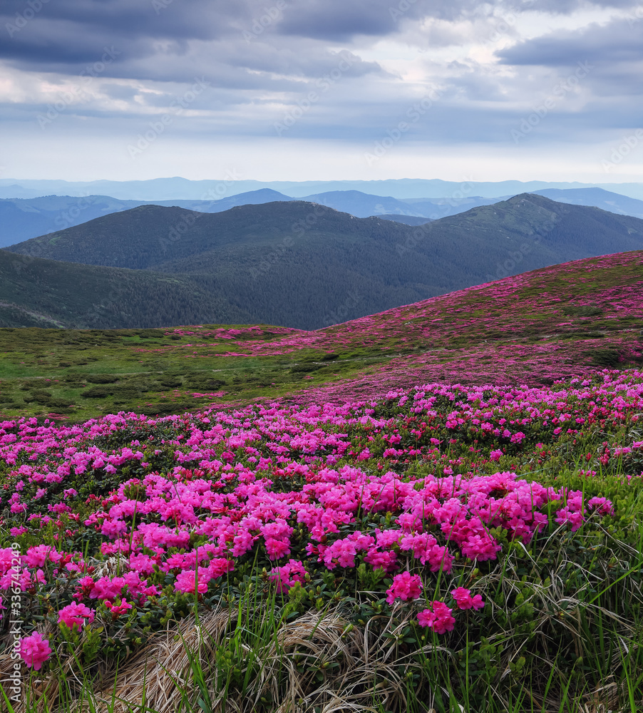 Fototapeta premium Summer landscape with mountain, the lawns are covered by pink rhododendron flowers with the foot path. Wallpaper background. Concept of nature rebirth. Location place Carpathian, Ukraine, Europe.