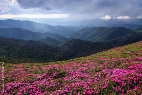 Dramatic sky. Pink rhododendron flowers cover the hills, meadow on summer time. Beautiful photo of mountain landscape. Concept of nature revival. Wallpaper colorful background. © Vitalii_Mamchuk