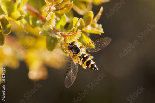 Hoverfly - Allograpta fuscotibialis