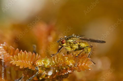 Dung fly - Scathophaga stercoraria photo