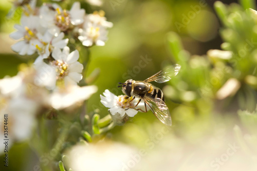 Macro of hoverfly  - genus Eupeodes