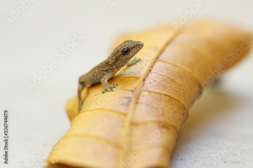 Gecko on a leaf