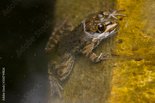 Valokuvatapetti Cape river frog at water edge