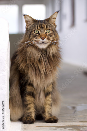 Main coon cat