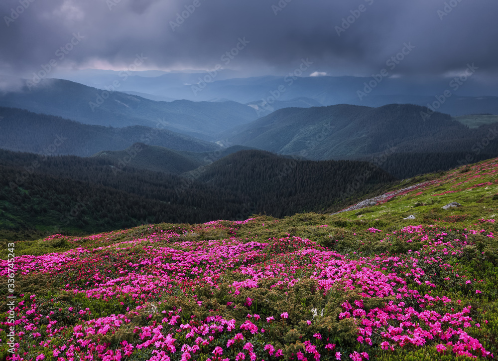 Dramatic sky. Pink rhododendron flowers cover the hills, meadow on summer time. Beautiful photo of mountain landscape. Concept of nature revival. Wallpaper colorful background.