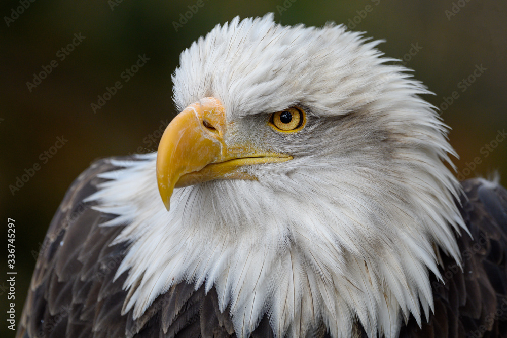 american bald eagle american bald eagle