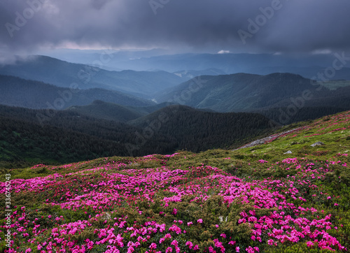Dramatic sky. Pink rhododendron flowers cover the hills, meadow on summer time. Beautiful photo of mountain landscape. Concept of nature revival. Wallpaper colorful background.