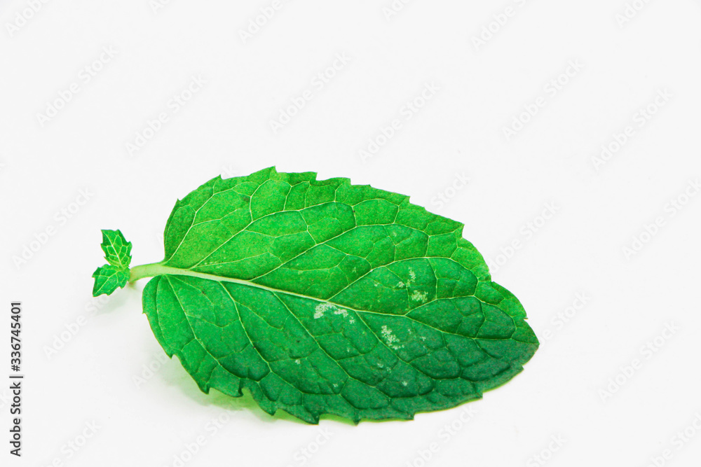 fresh mint leaves fresh mint leaves