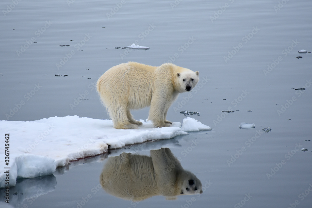 Polar bear in Svalbard Archipelago, Norway Polar bear in Svalbard Archipelago, Norway