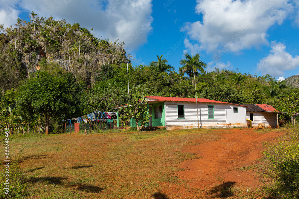 Tobacco plantation with hut and palms in the background. The Vinales Valley (Valle de Vinales), popular tourist destination. Pinar del Rio, Cuba.