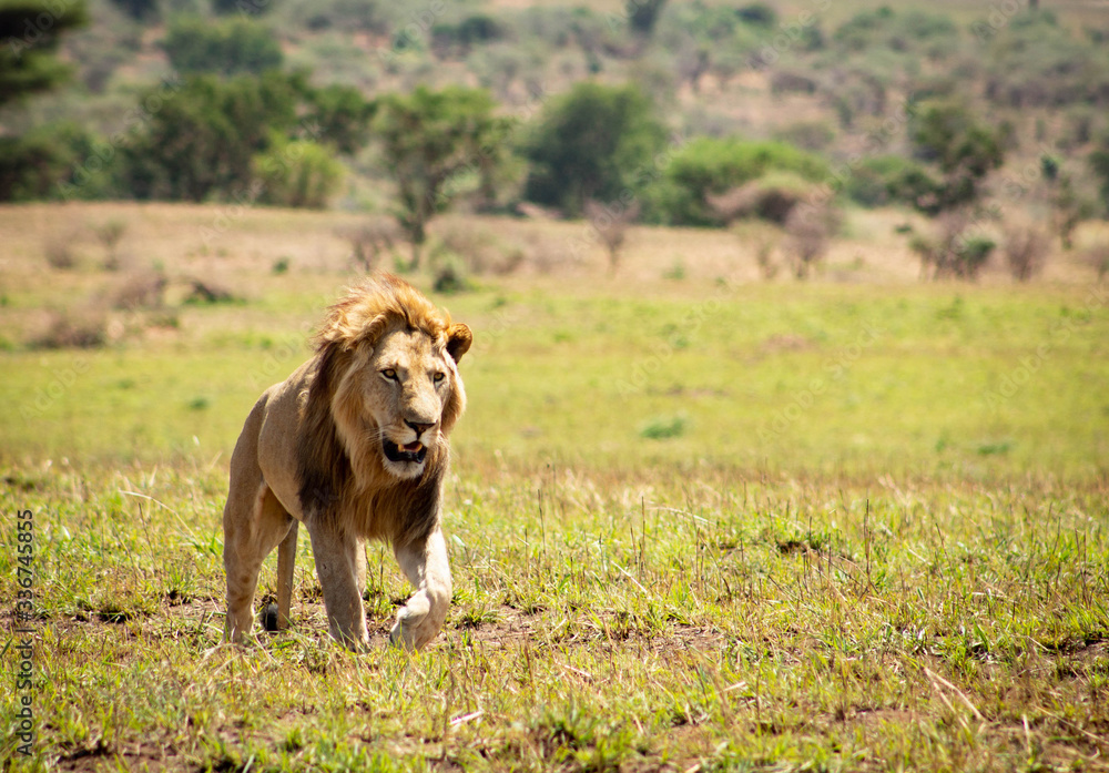 Male lion hunting in Kidepo Valley National Park, Uganda, Africa Male lion hunting in Kidepo Valley National Park, Uganda, Africa