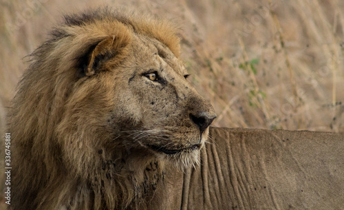 Male lion hunting in Kidepo Valley National Park, Uganda, Africa