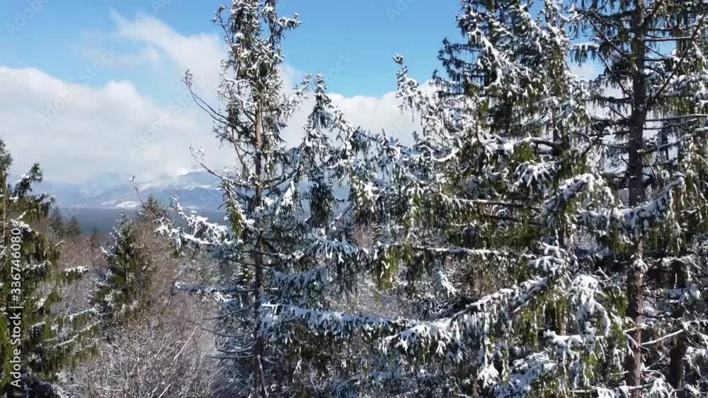 Aerial forest video after snow on a beautiful day. Aerial forest video after snow on a beautiful day.
