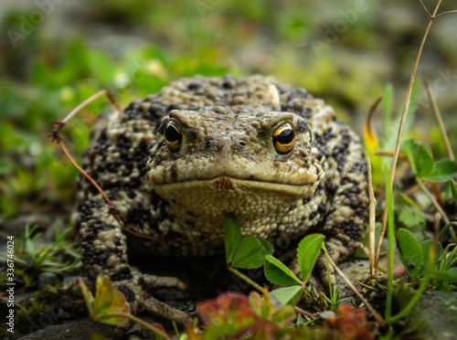 Toad crossing the road in Scotland, UK