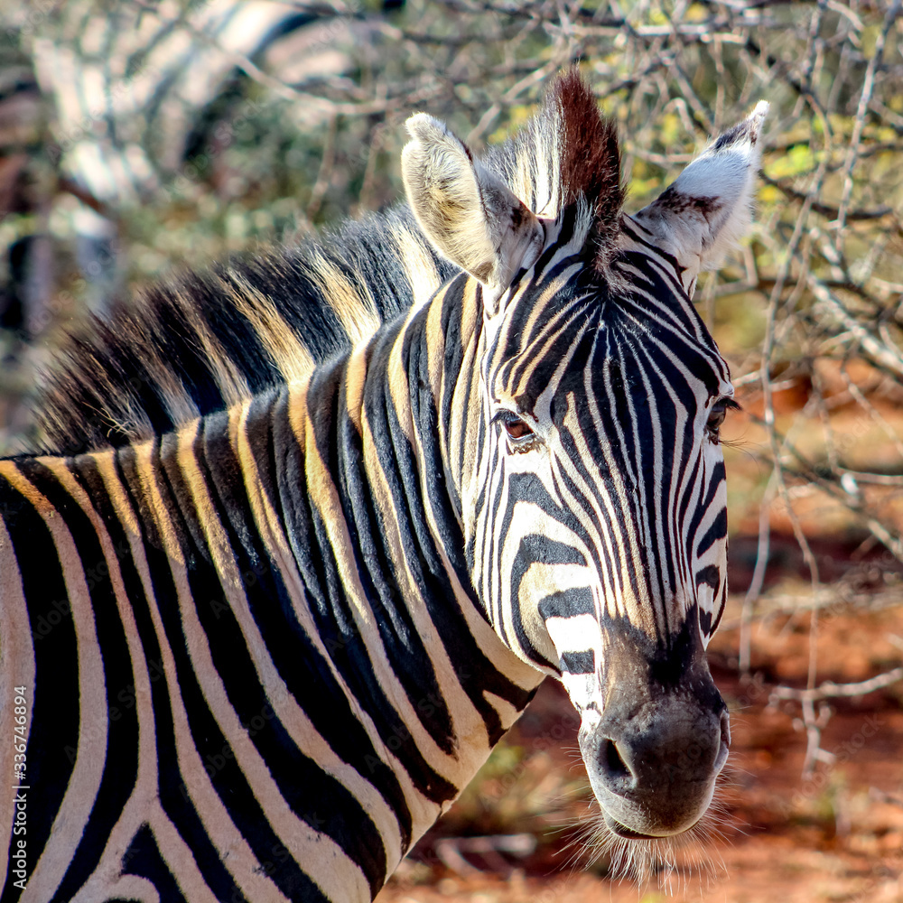 Fototapeta premium Zebra portrait, Madikwe Game Reserve, South Africa