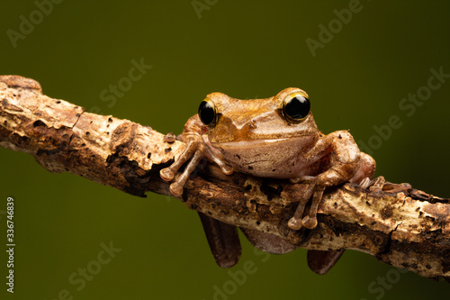 Fotografija Macro shot of a frilled tree frog