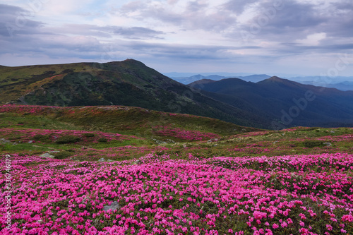 Marvelous summer day. The lawns are covered by pink rhododendron flowers. Beautiful photo of mountain landscape. Concept of nature rebirth. Location place Carpathian, Ukraine, Europe.