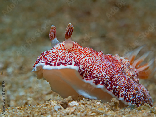 Bild auf Leinwand Reticulated Chromodoris (Chromodoris reticulata)