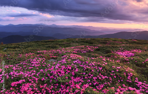 A lawn covered with flowers of pink rhododendron. Scenery of the sunrise at the high mountains. Dramatic sky. Amazing summer day. The revival of the planet. Location Carpathian  Ukraine  Europe.