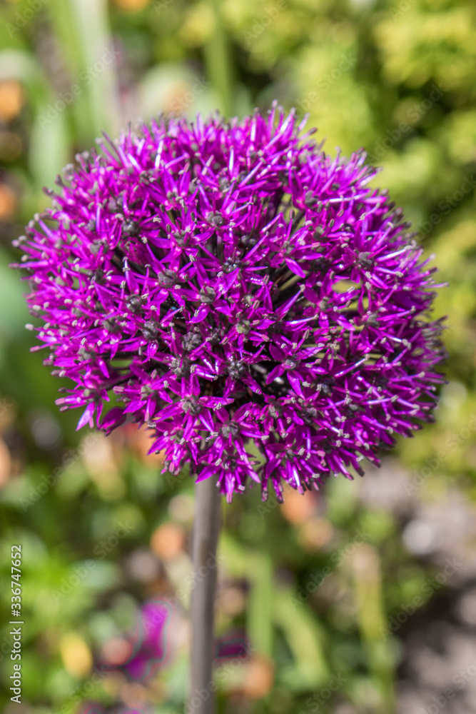 Giant Onion (in german Riesen-Lauch, Riesenzierlauch) Allium giganteum Giant Onion (in german Riesen-Lauch, Riesenzierlauch) Allium giganteum