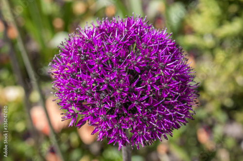 Giant Onion  in german Riesen-Lauch  Riesenzierlauch  Allium giganteum