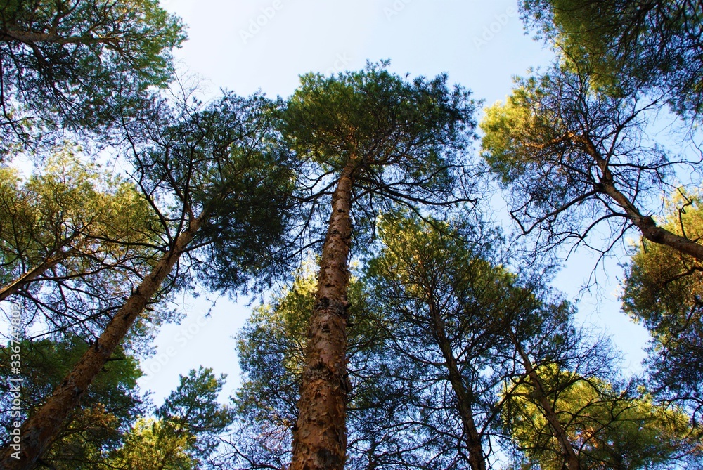 Obraz premium pine trees overhead in the forest