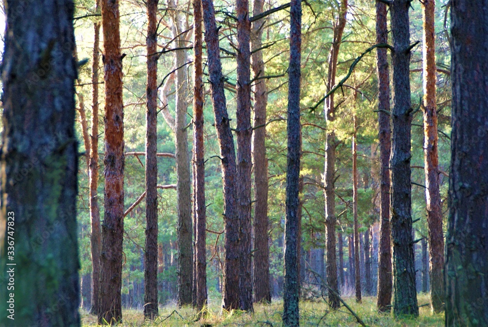 Morning in a pine forest SONY DSC Morning in a pine forest SONY DSC