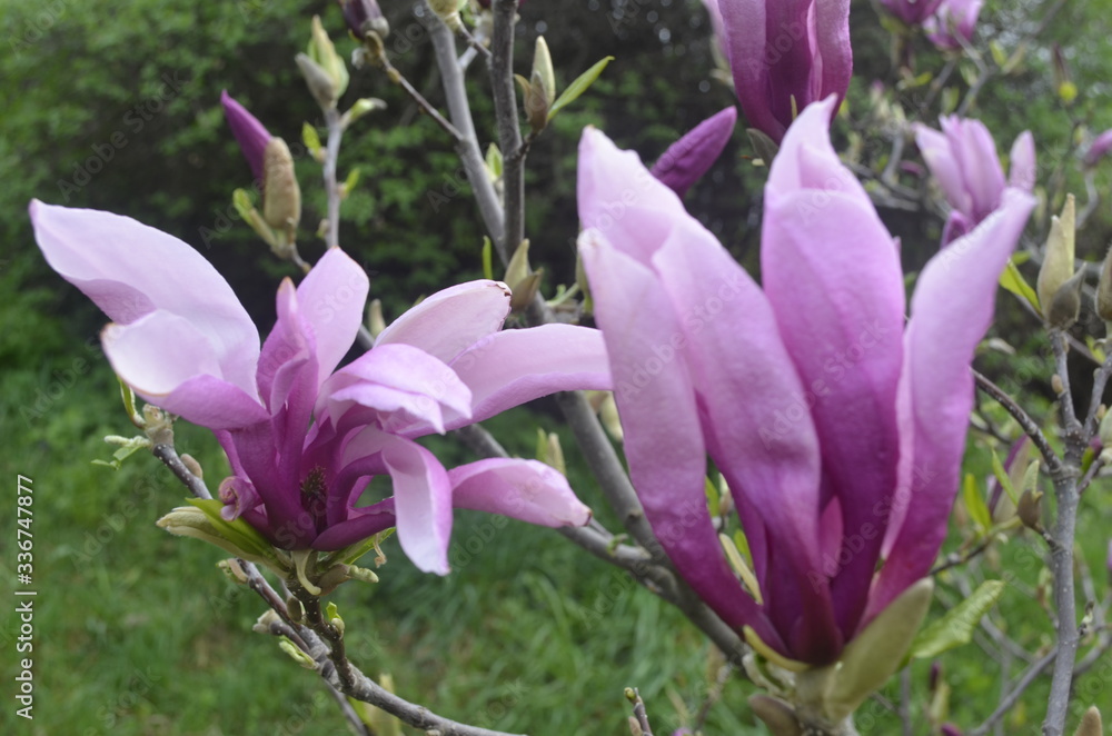 pink magnolia flowers in the garden pink magnolia flowers in the garden
