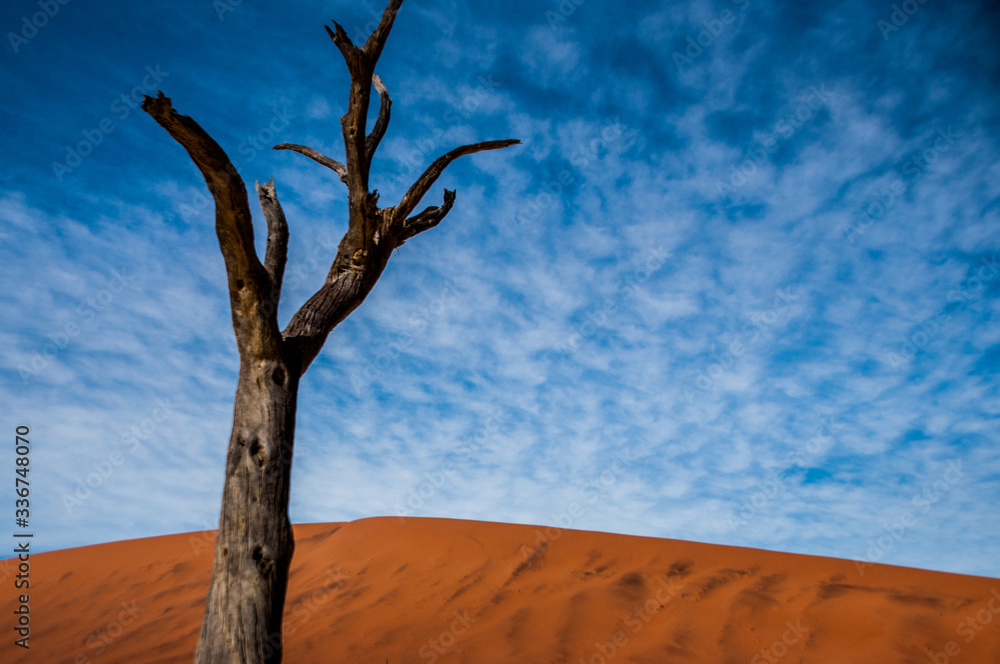 Namib desert with sand dune and dead tree