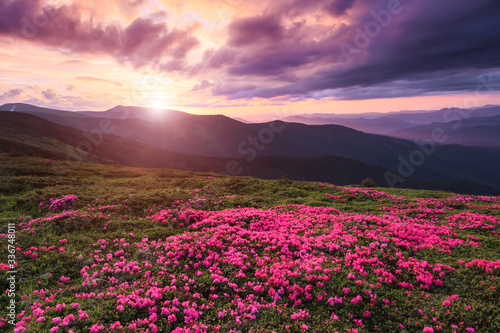 Marvelous summer day. The lawns are covered by pink rhododendron flowers. Beautiful photo of mountain landscape. Concept of nature rebirth. Location place Carpathian  Ukraine  Europe.