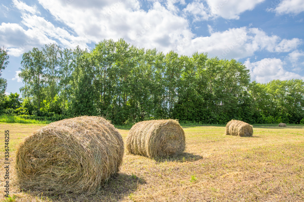 meadow with mowed grass on a sunny day, mowed grass in rolls meadow with mowed grass on a sunny day, mowed grass in rolls