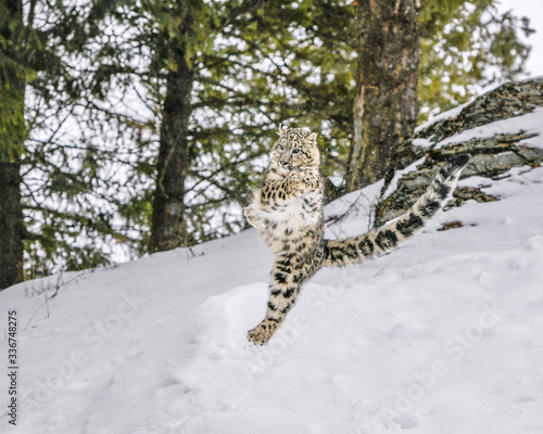 Jumping Snow Leopard