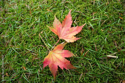 Autumn leaves, beautiful colours