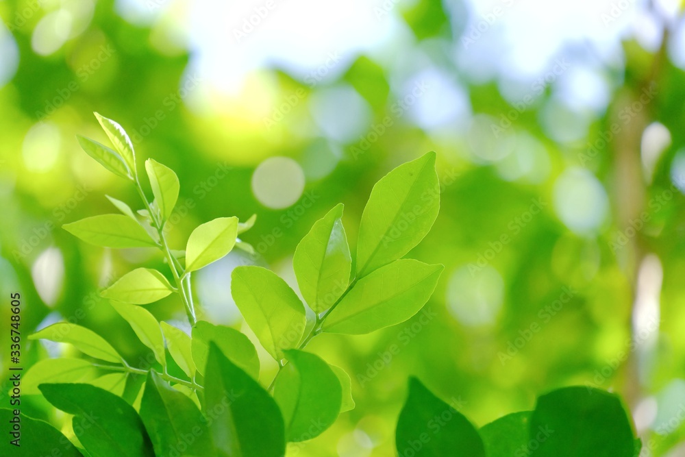 Tropical tree leaves with branches growing in a garden with day light and green nature background Tropical tree leaves with branches growing in a garden with day light and green nature background